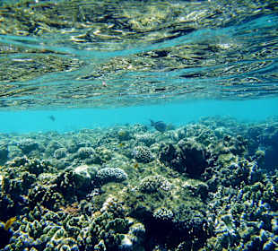 Hausriff (höchstens 3-4m tief)