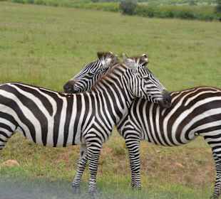 Verliebte Zebras