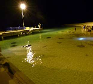 Rochenfütterung Sun Island