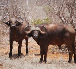 Zwei Büffel beobachten uns