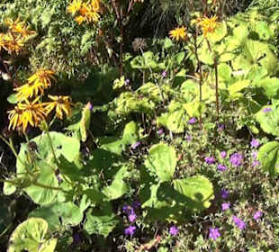 Staudengarten - Berggarten