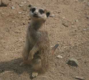 Erdmännchen
