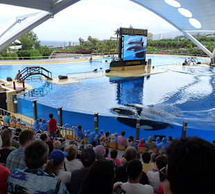 Orca Ocean Show