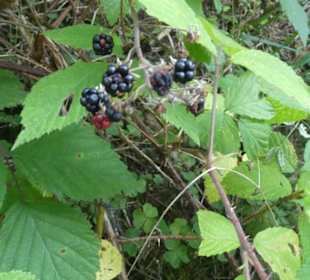 Unterwegs im Thüringer Wald bei Friedrichroda