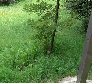 Waldlehrpfad in Tieringen
