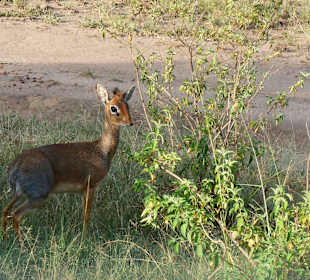 Dik dik
