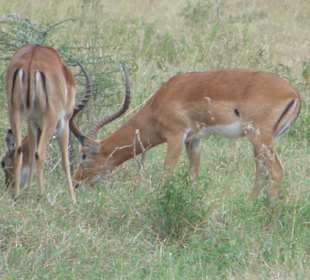 Impalas