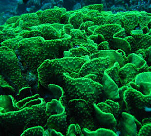 Salat Koralle am Hausriff