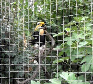 Vogelfreifluggelände