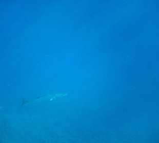 Barrakuda von der weite