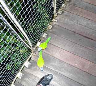 Ganz nah an den Papageien