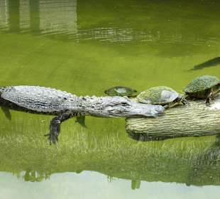 Miccosukee Indian Village