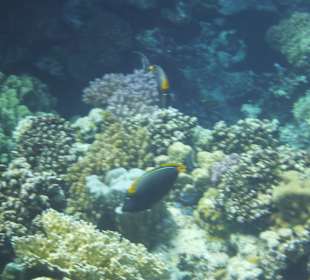 Schnorcheln Marsa Alam