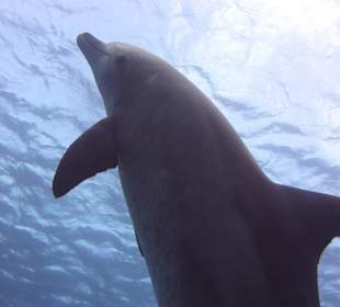 Träume werden wahr...