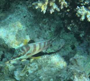 Hausriff Arabia Azur Resort