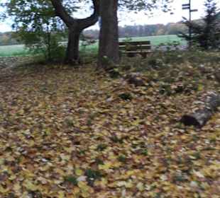 Naturdenkmal Mammutbaum