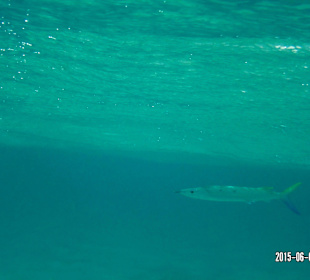 Beim Schnorcheln gesehen