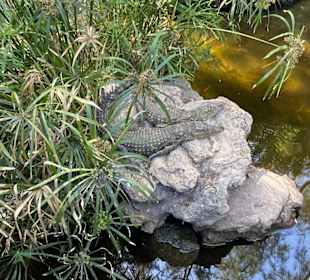 Oasis Wildlife Fuerteventura