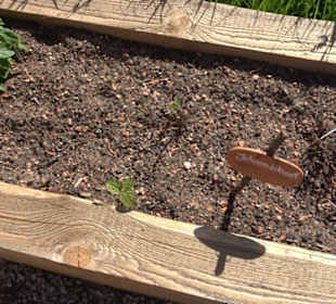 Arzneipflanzengarten Klosterreichenbach