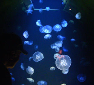 Meduzy