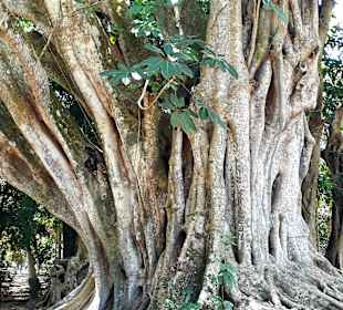 Pamplemousses Botanical Garden