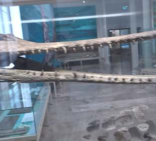 Staatliches Naturkunde Museum