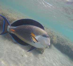 Tauchbasis Wadi Gimal Diving Center Marsa Alam