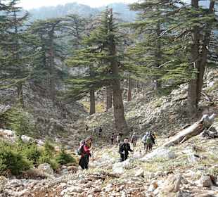 Zedern-Urwald an der Waldgrenze