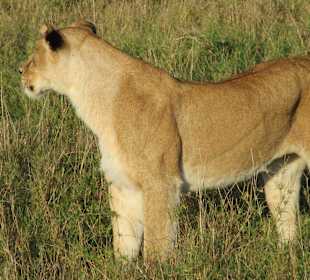 Löwen gab es ohne Ende zu sehen