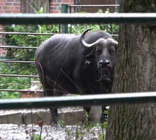 Tierpark