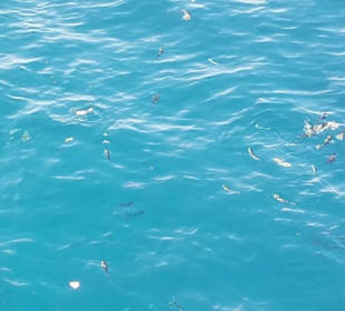 Rosetta 3  3 Riff zum Schnorcheln