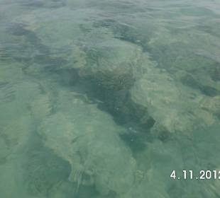 Korallen bis dicht an den Strand