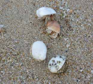 Bewohnte Muscheln am Strand