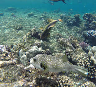 Домашний риф