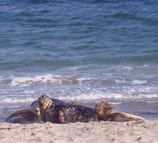 Sonnenbaden der Seehunde