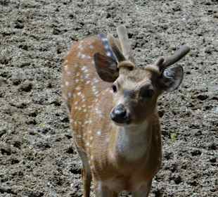 Rundgang im Tierpark