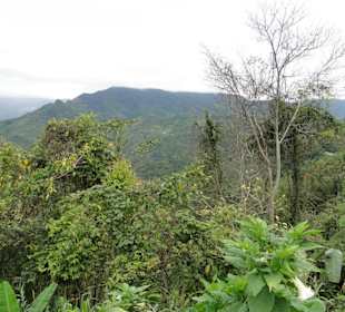 Wildlife Expeditions