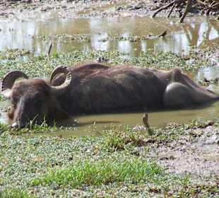 Siesta