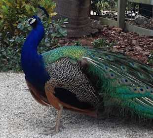 Pfau