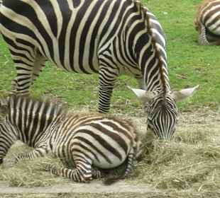 Tiere im Zoo 