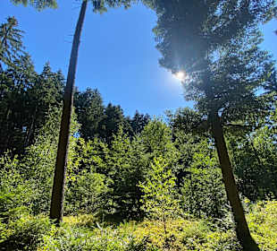 Wandern Ampflwang