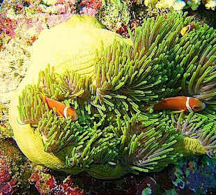 Malediven-Anemonenfisch