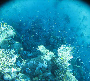 Fischerl