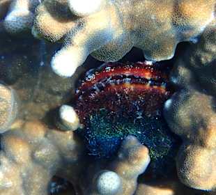 Unterwasserwelt Musandam