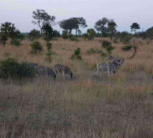 Krüger Nationalpark