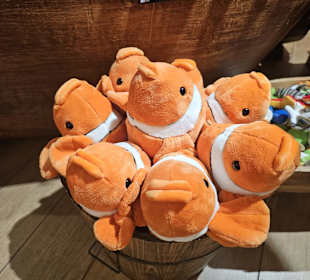 Sealifestore neben Seaquarium