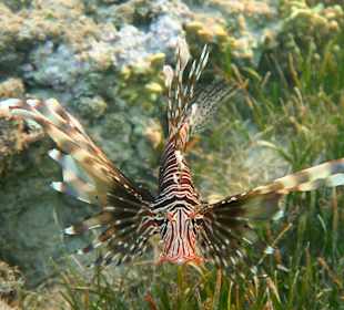 Schnorcheln Marsa Alam