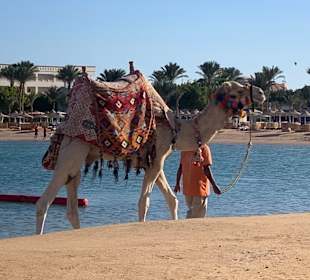 Reiten & Kamelreiten Dana Beach