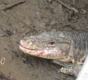 Bewohner Lumpini Park