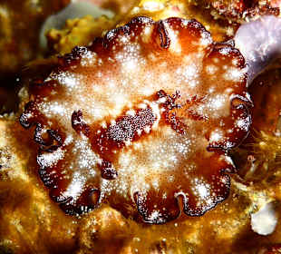 Schnorcheln Raja Ampat